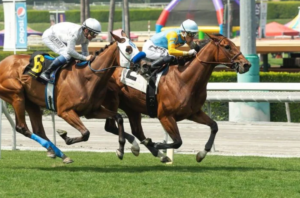 arcenturf || arcenturf gagnant || arcenturf turf || messiturf gagnant || argenturf